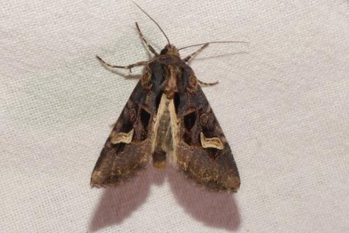 Réf. 192 503 : Trigonophora flammea